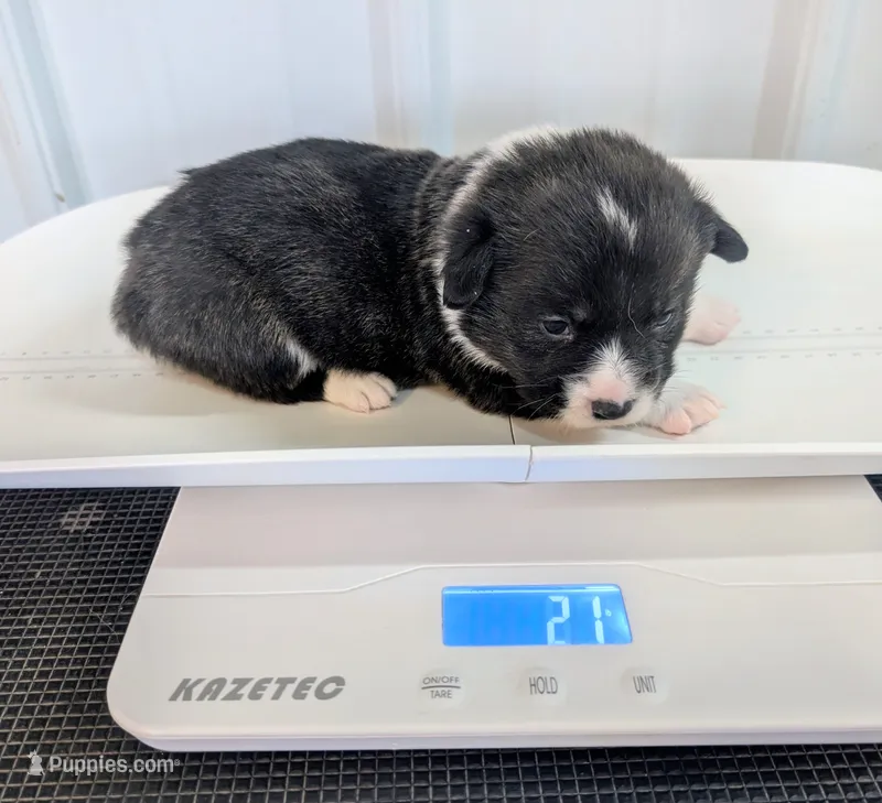 Giblet – Cardigan Welsh Corgi, Pembroke Welsh Corgi puppy for sale in Delta, CO