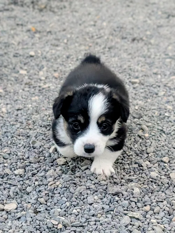 Spud – Pembroke Welsh Corgi puppy for sale in Hotchkiss, CO