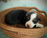 Spud, a male Pembroke Welsh Corgi for sale in Hotchkiss, CO – Photo 4 of 7