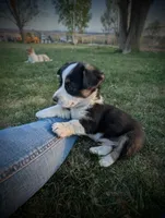 Spud, a male Pembroke Welsh Corgi for sale in Hotchkiss, CO – 2 of 8