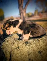 Spud, a male Pembroke Welsh Corgi for sale in Hotchkiss, CO – 3 of 8