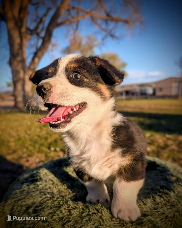 Spud – Pembroke Welsh Corgi puppy for sale in Hotchkiss, CO