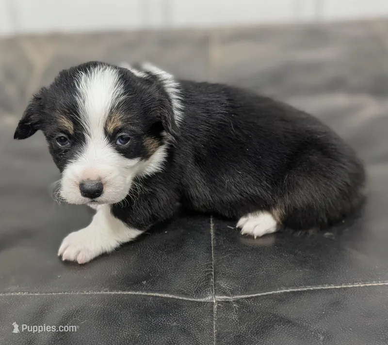 Spud – Pembroke Welsh Corgi puppy for sale in Hotchkiss, CO