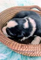 Spud, a male Pembroke Welsh Corgi for sale in Hotchkiss, CO – Photo 3 of 7