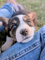 Spud, a male Pembroke Welsh Corgi for sale in Hotchkiss, CO – 4 of 8