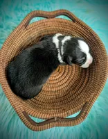 Spud, a male Pembroke Welsh Corgi for sale in Hotchkiss, CO – Photo 1 of 7