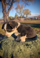 Spud, a male Pembroke Welsh Corgi for sale in Hotchkiss, CO – 6 of 8