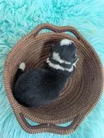 Spud, a male Pembroke Welsh Corgi for sale in Hotchkiss, CO – Photo 5 of 7