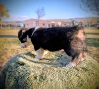 Spud, a male Pembroke Welsh Corgi for sale in Hotchkiss, CO – 5 of 8