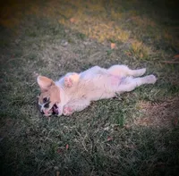 Sparrow, a female Pembroke Welsh Corgi for sale in Hotchkiss, CO – 2 of 8