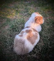 Sparrow, a female Pembroke Welsh Corgi for sale in Hotchkiss, CO – 5 of 8