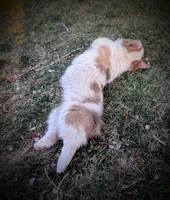 Sparrow, a female Pembroke Welsh Corgi for sale in Hotchkiss, CO – 6 of 8