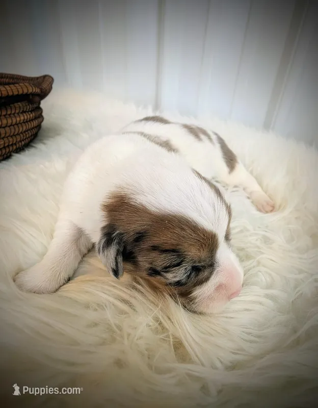 Sparrow – Pembroke Welsh Corgi puppy for sale in Hotchkiss, CO