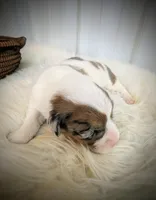 Sparrow, a female Pembroke Welsh Corgi for sale in Hotchkiss, CO – Photo 1 of 6