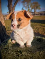 Sparrow, a female Pembroke Welsh Corgi for sale in Hotchkiss, CO – 4 of 8