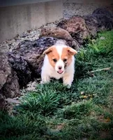 Sparrow, a female Pembroke Welsh Corgi for sale in Hotchkiss, CO – 3 of 8