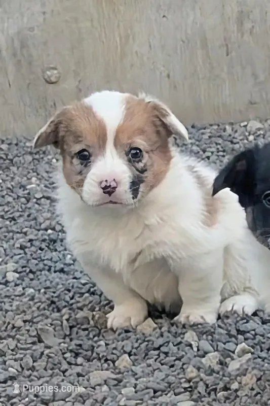 Sparrow – Pembroke Welsh Corgi puppy for sale in Hotchkiss, CO