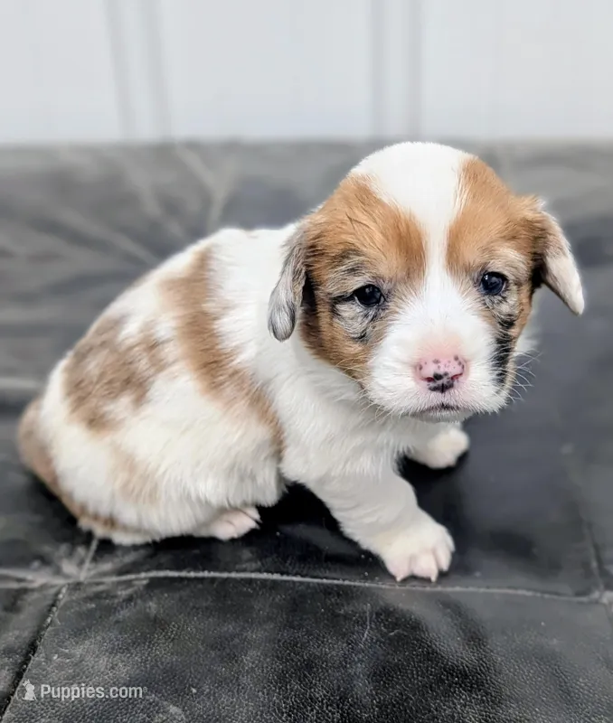Sparrow – Pembroke Welsh Corgi puppy for sale in Hotchkiss, CO