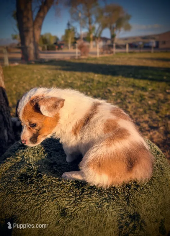Sparrow – Pembroke Welsh Corgi puppy for sale in Hotchkiss, CO