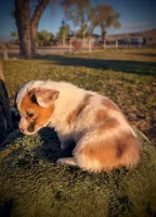 Sparrow, a female Pembroke Welsh Corgi for sale in Hotchkiss, CO – 1 of 8