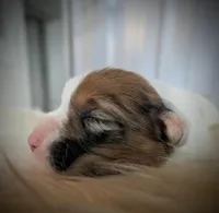 Sparrow, a female Pembroke Welsh Corgi for sale in Hotchkiss, CO – Photo 4 of 6