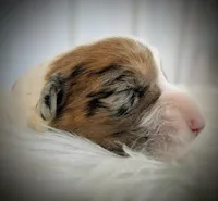 Sparrow, a female Pembroke Welsh Corgi for sale in Hotchkiss, CO – Photo 3 of 6