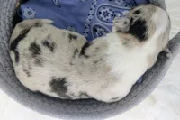 Misty - AKC, a female Cardigan Welsh Corgi for sale in Hotchkiss, CO – 2 of 2