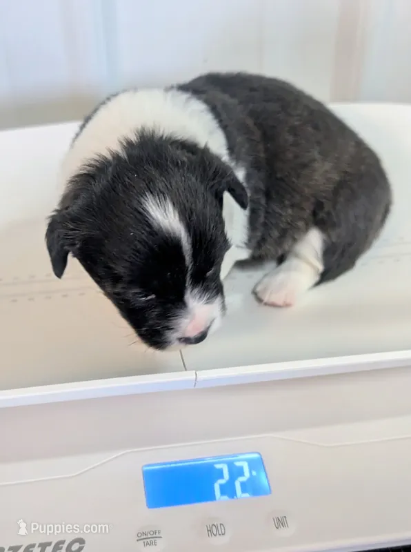 Gobble – Cardigan Welsh Corgi, Pembroke Welsh Corgi puppy for sale in Delta, CO