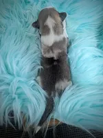 Saint - AKC, a male Cardigan Welsh Corgi for sale in Hotchkiss, CO – Photo 3 of 5