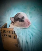 Saint - AKC, a male Cardigan Welsh Corgi for sale in Hotchkiss, CO – Photo 2 of 5