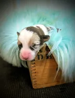 Saint - AKC, a male Cardigan Welsh Corgi for sale in Hotchkiss, CO – Photo 1 of 5