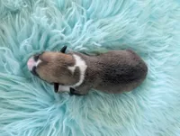 Turkey Drumstick, a male Cardigan Welsh Corgi and Pembroke Welsh Corgi for sale in Delta, CO – 2 of 3