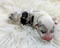 Maple Syrup, a female Cardigan Welsh Corgi and Pembroke Welsh Corgi for sale in Delta, CO – 1 of 4