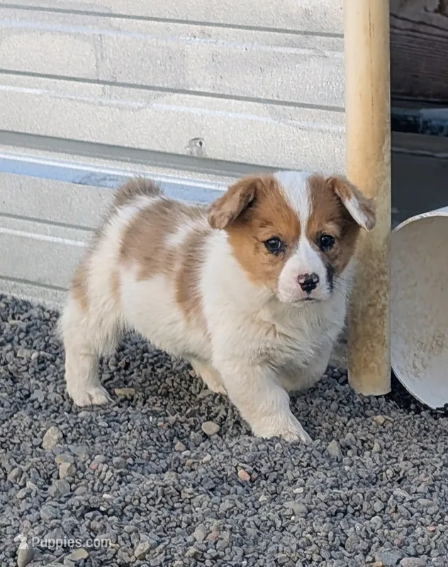 Sparrow – Pembroke Welsh Corgi puppy for sale in Hotchkiss, CO