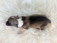 Crisp, a female Cardigan Welsh Corgi and Pembroke Welsh Corgi for sale in Delta, CO – 2 of 2