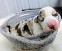 Sprinkles - AKC, a female Cardigan Welsh Corgi for sale in Hotchkiss, CO – 1 of 2