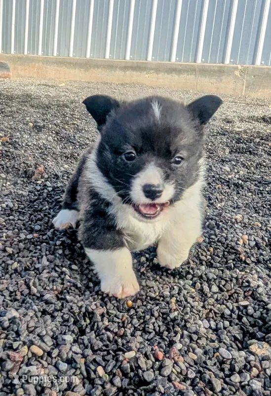 Giblet – Cardigan Welsh Corgi, Pembroke Welsh Corgi puppy for sale in Delta, CO