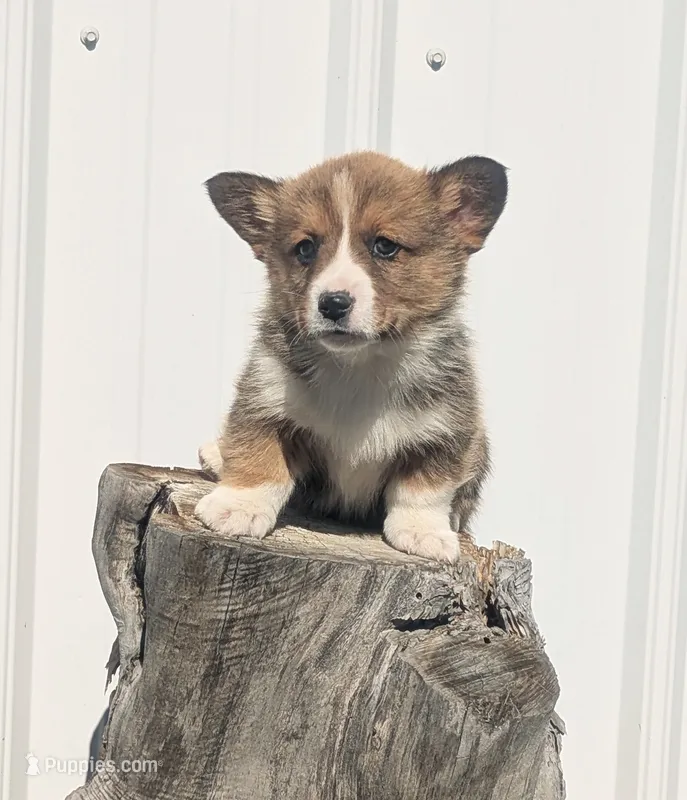 Turkey Drumstick – Cardigan Welsh Corgi, Pembroke Welsh Corgi puppy for sale in Delta, CO