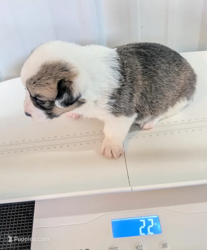 Pilgrim – Cardigan Welsh Corgi, Pembroke Welsh Corgi puppy for sale in Delta, CO
