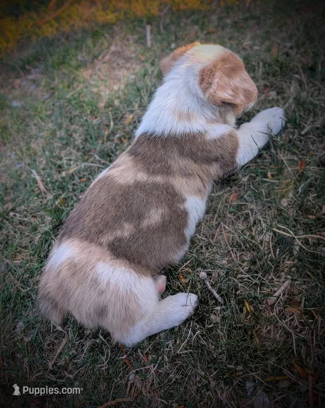 Cricket – Pembroke Welsh Corgi puppy on hold in Hotchkiss, CO