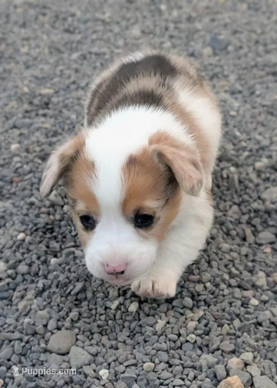 Cricket – Pembroke Welsh Corgi puppy for sale in Hotchkiss, CO