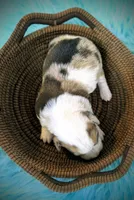 Cricket, a male Pembroke Welsh Corgi for sale in Hotchkiss, CO – Photo 3 of 6