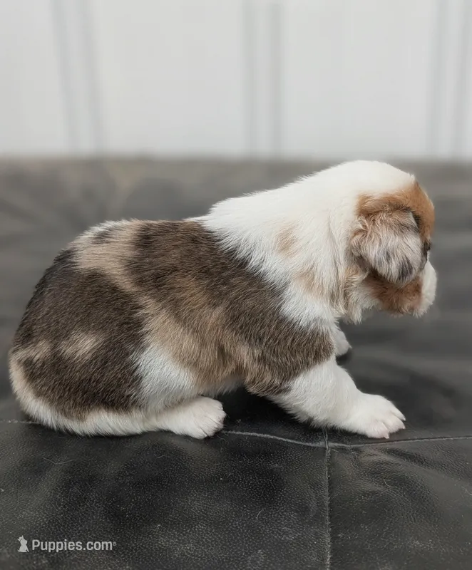 Cricket – Pembroke Welsh Corgi puppy for sale in Hotchkiss, CO