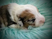 Cricket, a male Pembroke Welsh Corgi for sale in Hotchkiss, CO – Photo 4 of 6