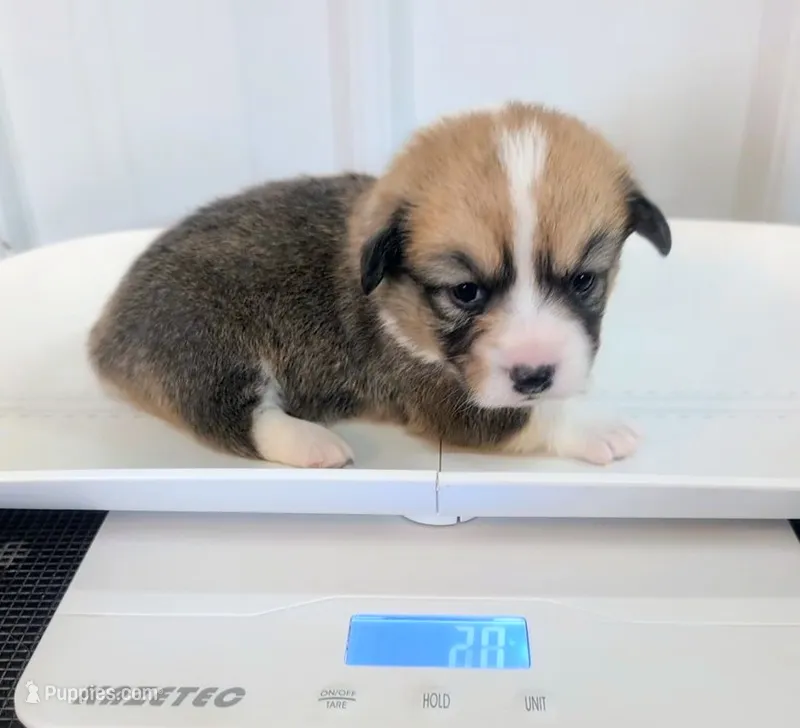 Native – Cardigan Welsh Corgi, Pembroke Welsh Corgi puppy for sale in Delta, CO