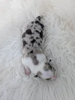 Sprinkles - AKC, a female Cardigan Welsh Corgi for sale in Hotchkiss, CO – 2 of 2