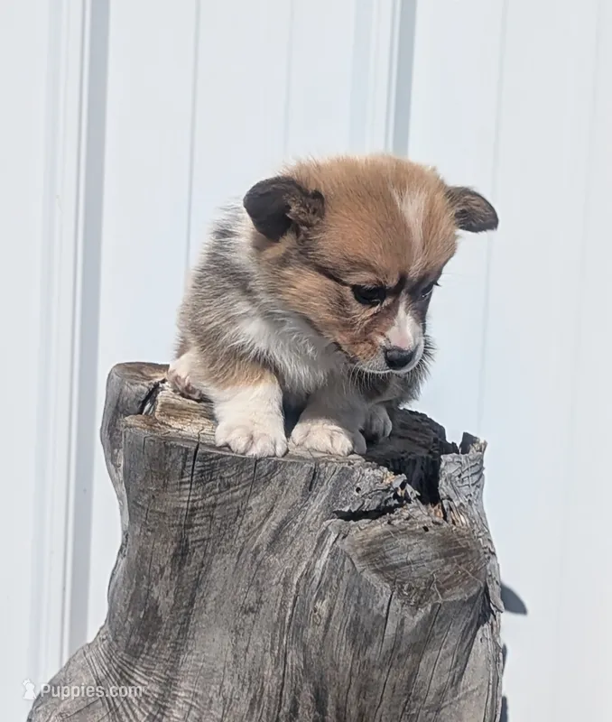 Native – Cardigan Welsh Corgi, Pembroke Welsh Corgi puppy for sale in Delta, CO