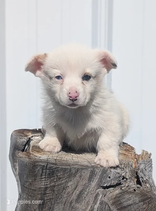 Corn Bread – Cardigan Welsh Corgi, Pembroke Welsh Corgi puppy for sale in Delta, CO
