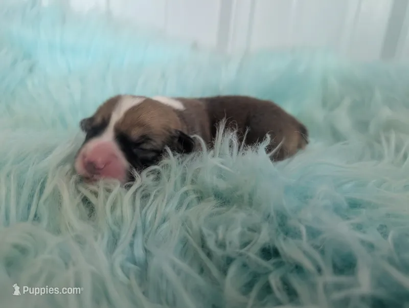 Native – Cardigan Welsh Corgi, Pembroke Welsh Corgi puppy for sale in Delta, CO