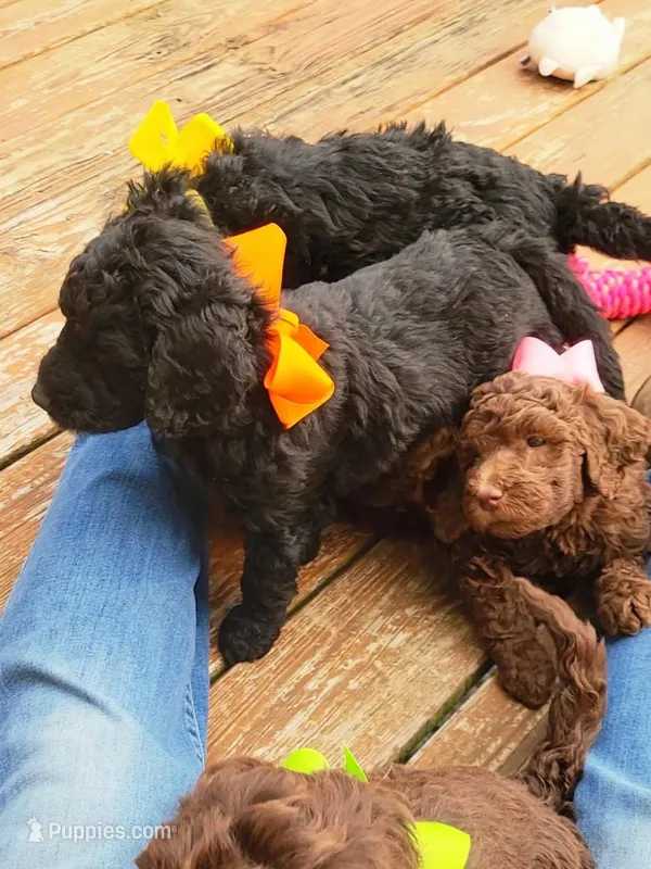 Orange  – Goldendoodle puppy for sale in Salisbury, NC